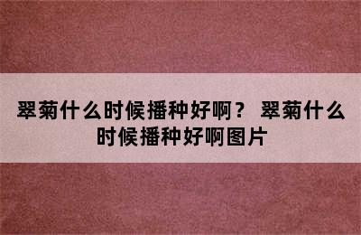 翠菊什么时候播种好啊？ 翠菊什么时候播种好啊图片